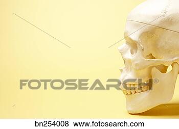Banco de Imagem - perfil,  crânio. 
fotosearch - busca 
de fotos, imagens 
e clipart