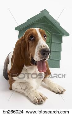 Banco de Imagem - cão,  doghouse. 
fotosearch - busca 
de fotos, imagens 
e clipart