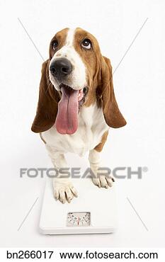 Foto - cão,  escala. 
fotosearch - busca 
de fotos, imagens 
e clipart