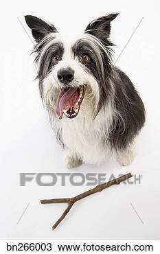 Banco de Imagem - cão,  vara. fotosearch 
- busca de fotos, 
imagens e clipart