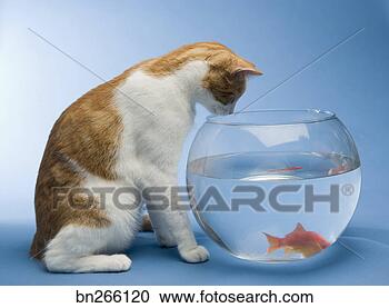 Stock Photography - cat looking at 
goldfish in bowl. 
fotosearch - search 
stock photos, 
pictures, images, 
and photo clipart