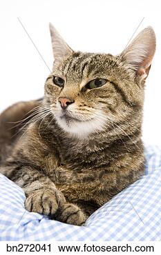Stock Photography - cat in bed. fotosearch 
- search stock 
photos, pictures, 
images, and photo 
clipart