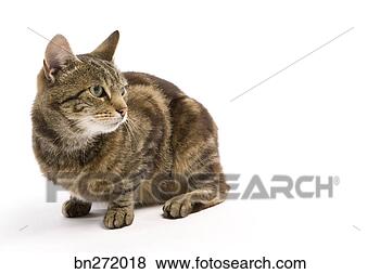 Stock Photo - cat. fotosearch 
- search stock 
photos, pictures, 
images, and photo 
clipart