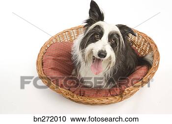 Stock Photography - dog in basket. 
fotosearch - search 
stock photos, 
pictures, images, 
and photo clipart