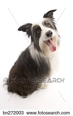 Stock Photo - dog sitting. fotosearch 
- search stock 
photos, pictures, 
images, and photo 
clipart