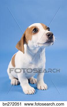 Stock Photography - dog sitting. fotosearch 
- search stock 
photos, pictures, 
images, and photo 
clipart