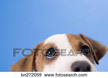 Stock Photograph - dog. fotosearch 
- search stock 
photos, pictures, 
images, and photo 
clipart