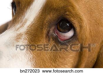 Stock Photo - eye of dog. fotosearch 
- search stock 
photos, pictures, 
images, and photo 
clipart