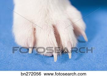 Stock Photo - foot of dog. fotosearch 
- search stock 
photos, pictures, 
images, and photo 
clipart
