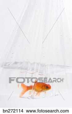 Stock Photo - goldfish in bag. 
fotosearch - search 
stock photos, 
pictures, images, 
and photo clipart