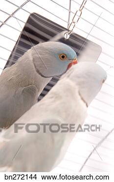 Stock Photo - parakeet with 
mirror. fotosearch 
- search stock 
photos, pictures, 
images, and photo 
clipart