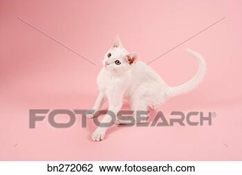 Stock Photo - playful cat. fotosearch 
- search stock 
photos, pictures, 
images, and photo 
clipart