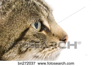 Picture - portrait of cat. 
fotosearch - search 
stock photos, 
pictures, images, 
and photo clipart