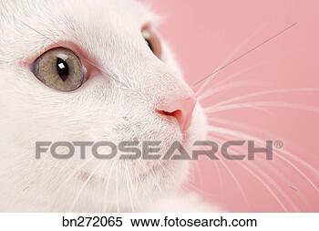 Stock Image - portrait of cat. 
fotosearch - search 
stock photos, 
pictures, images, 
and photo clipart