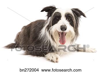 Stock Photo - portrait of dog. 
fotosearch - search 
stock photos, 
pictures, images, 
and photo clipart