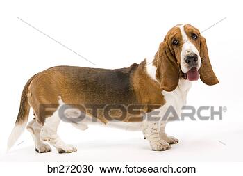 Stock Photography - portrait of dog. 
fotosearch - search 
stock photos, 
pictures, images, 
and photo clipart