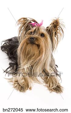 Stock Image - portrait of dog. 
fotosearch - search 
stock photos, 
pictures, images, 
and photo clipart