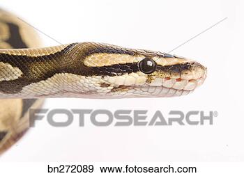 Stock Photograph - snake. fotosearch 
- search stock 
photos, pictures, 
images, and photo 
clipart