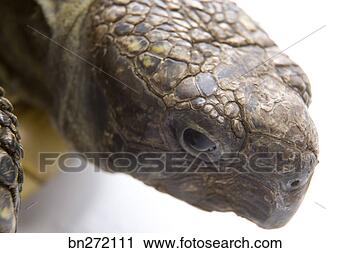 Stock Photography - tortoise. fotosearch 
- search stock 
photos, pictures, 
images, and photo 
clipart