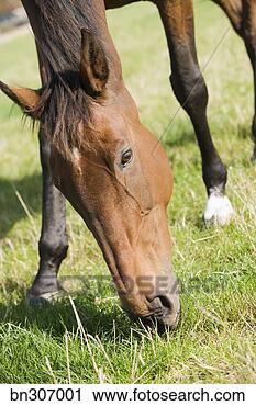 Stock Photography - horse grazing. 
fotosearch - search 
stock photos, 
pictures, images, 
and photo clipart