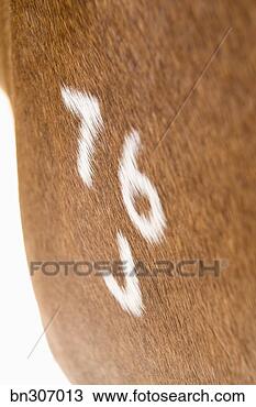 Stock Photo - number on horse. 
fotosearch - search 
stock photos, 
pictures, images, 
and photo clipart