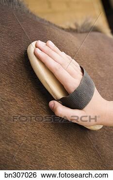 Stock Photo - person brushing 
horse. fotosearch 
- search stock 
photos, pictures, 
images, and photo 
clipart
