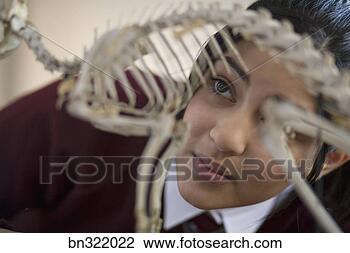 Stock Photo - student looking 
at animal skeleton. 
fotosearch - search 
stock photos, 
pictures, images, 
and photo clipart