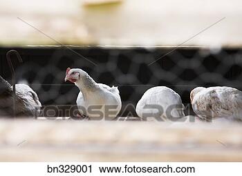 Stock Photography - free range chickens. 
fotosearch - search 
stock photos, 
pictures, images, 
and photo clipart