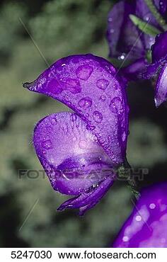 Stock Photography - aconite. fotosearch 
- search stock 
photos, pictures, 
images, and photo 
clipart