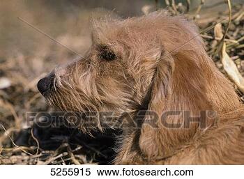 Stock Image - catalan shepered. 
fotosearch - search 
stock photos, 
pictures, images, 
and photo clipart