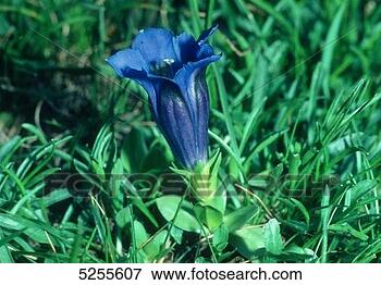 Picture - gentian. fotosearch 
- search stock 
photos, pictures, 
images, and photo 
clipart