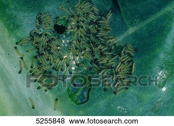 Stock Photo - large white. fotosearch 
- search stock 
photos, pictures, 
images, and photo 
clipart
