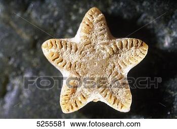 Stock Photography - starfish. fotosearch 
- search stock 
photos, pictures, 
images, and photo 
clipart