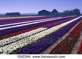 Hazır Fotoğraf - hyacith,  büyüyen. 
fotosearch - foto, 
resim, görüntü 
ve foto klipart 
ara