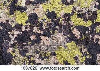 Banco de Imagem - lichen. fotosearch 
- busca de fotos, 
imagens e clipart
