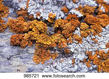 Arquivo de Fotografia - lichen. fotosearch 
- busca de fotos, 
imagens e clipart
