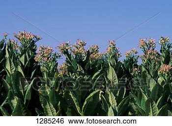 Banco de Imagem - tabaco,  folhas. 
fotosearch - busca 
de fotos, imagens 
e clipart