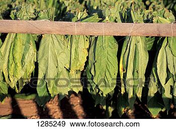 Arquivo Fotográficos - tabaco,  folhas. 
fotosearch - busca 
de fotos, imagens 
e clipart