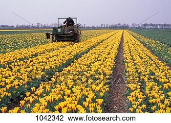 Banco de Imagem - tulips,  crescendo. 
fotosearch - busca 
de fotos, imagens 
e clipart