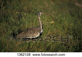 Hazır Fotoğraf - kuş,  bustard, 
 hartlaub's. fotosearch 
- foto, resim, 
görüntü ve foto 
klipart ara