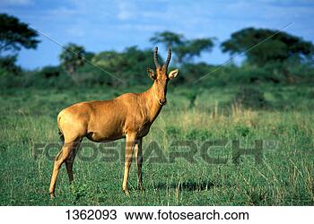 Banco de Imagem - mamífero,  hartebeest, 
 jackson's. fotosearch 
- busca de fotos, 
imagens e clipart