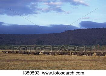 Stock Photo - mammal, buffalo, 
herd. fotosearch 
- search stock 
photos, pictures, 
images, and photo 
clipart