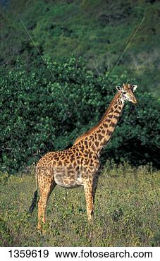 Stock Photograph - mammal, giraffe, 
masai. fotosearch 
- search stock 
photos, pictures, 
images, and photo 
clipart