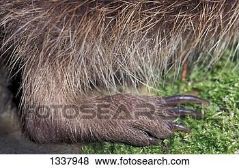 Stock Photo - mammal, hedgehog, 
western european. 
fotosearch - search 
stock photos, 
pictures, images, 
and photo clipart