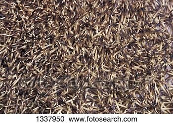 Stock Photography - mammal, hedgehog, 
western european. 
fotosearch - search 
stock photos, 
pictures, images, 
and photo clipart