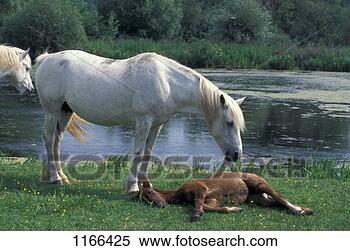 Stock Image - mammal, horse, 
camargue thoroughbred. 
fotosearch - search 
stock photos, 
pictures, images, 
and photo clipart