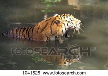 Stock Image - mammal, tiger, 
sumatran. fotosearch 
- search stock 
photos, pictures, 
images, and photo 
clipart