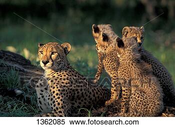 Hazır Görüntü - memeli,  cheetah. 
fotosearch - foto, 
resim, görüntü 
ve foto klipart 
ara