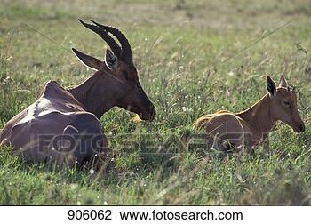 Hazır Fotoğraf - memeli,  topi. 
fotosearch - foto, 
resim, görüntü 
ve foto klipart 
ara