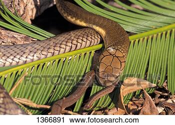 Arquivo de Fotografia - réptil,  cobra, 
 rei,  cobra. 
fotosearch - busca 
de fotos, imagens 
e clipart